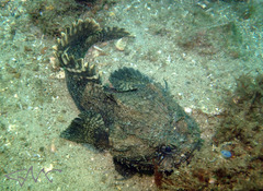 Batrachomoeus dubius
