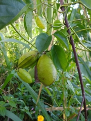 Canavalia cathartica