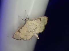 Goniorhynchus butyrosus