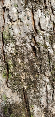 Frullania