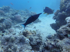 Gomphosus klunzingeri