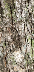 Frullania