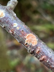 Peniophora aurantiaca