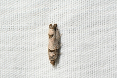 Notocelia culminana