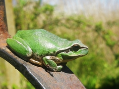 Hyla meridionalis