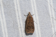 Dichomeris ventrellus