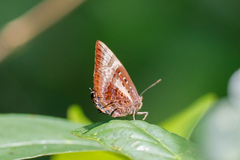 Arhopala micale
