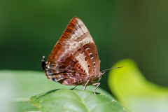 Arhopala micale