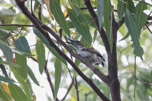 White-streaked Honeyeater (Trichodere cockerelli), photo 1
