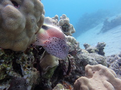 Paracirrhites forsteri