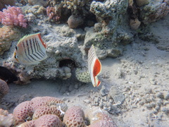 Chaetodon paucifasciatus