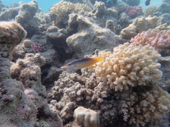 Gomphosus klunzingeri