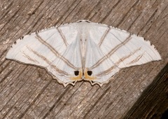 Epiplema albipennaria