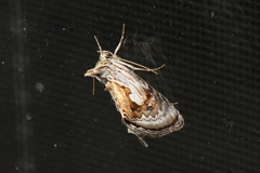 Chrysanympha formosa