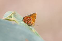 Hypochrysops apelles