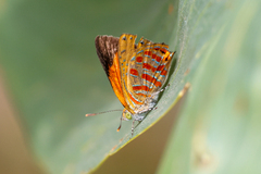 Hypochrysops apelles