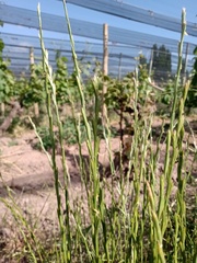 Agropyron