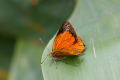 Hypochrysops apelles