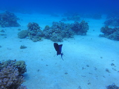 Odonus niger