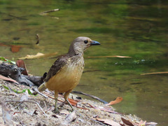 Chlamydera cerviniventris