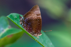 Arhopala madytus