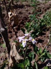 Pitraea cuneato-ovata