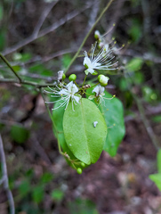 Capparis