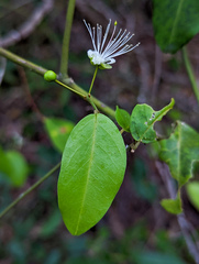 Capparis