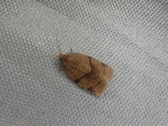 Neocalyptis angustilineata