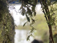 Utricularia inflata