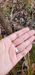 Diarrhena obovata
