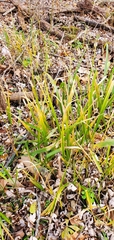 Diarrhena obovata