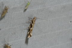 Aristotelia fungivorella