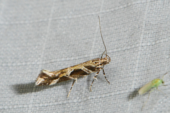 Aristotelia fungivorella