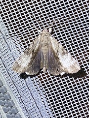 Catocala andromedae