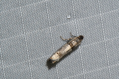 Notocelia culminana