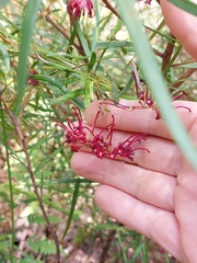 Grevillea diffusa