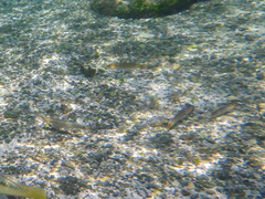 Halichoeres dispilus