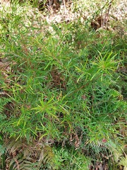Grevillea diffusa
