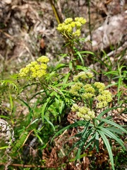 Cassinia aureonitens