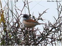 Curruca conspicillata