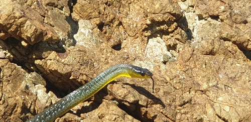 Common Tree Snake sighting