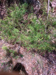 Grevillea diffusa