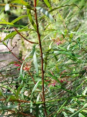 Grevillea diffusa