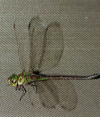 Coryphaeschna
