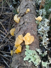 Dacrymyces chrysospermus
