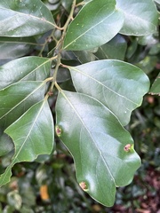 Cryptocarya concinna