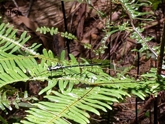 Austroargiolestes amabilis