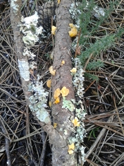 Dacrymyces chrysospermus