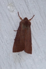 Orthosia mys